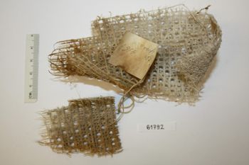 Media type: image;   Invertebrate Zoology 61792 Description: Preserved specimen.;